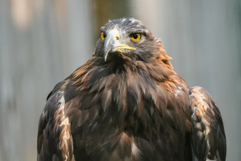Steinadler blickt frontal in die Kamera